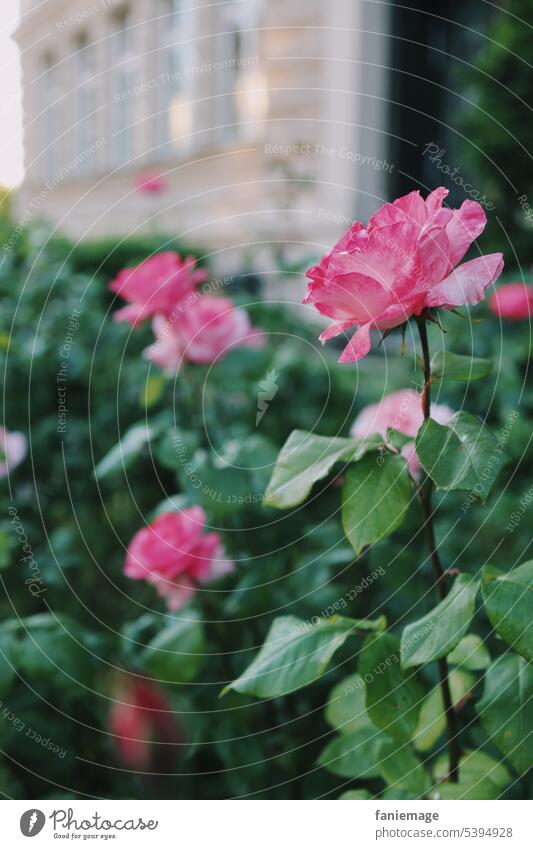 Rose in einem Bamberger Vorgarten Garten Vornehm Schön Perfektion Pink Grün Natur Park