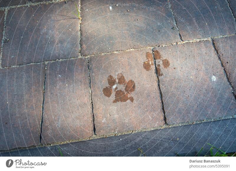 Wet dog paw prints on the pavement stones footprint texture background wet pattern path mark surface abstract concrete pet walk animal cement footstep rough
