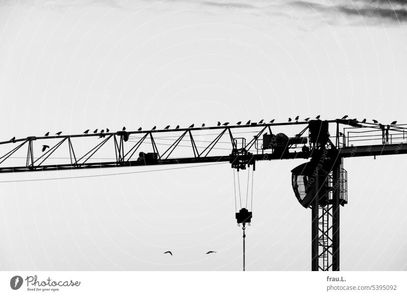 Sick crows or crow crane or the crowing crane Crane birds Sky Flock Sit Beaded Town Construction crane Flock of birds
