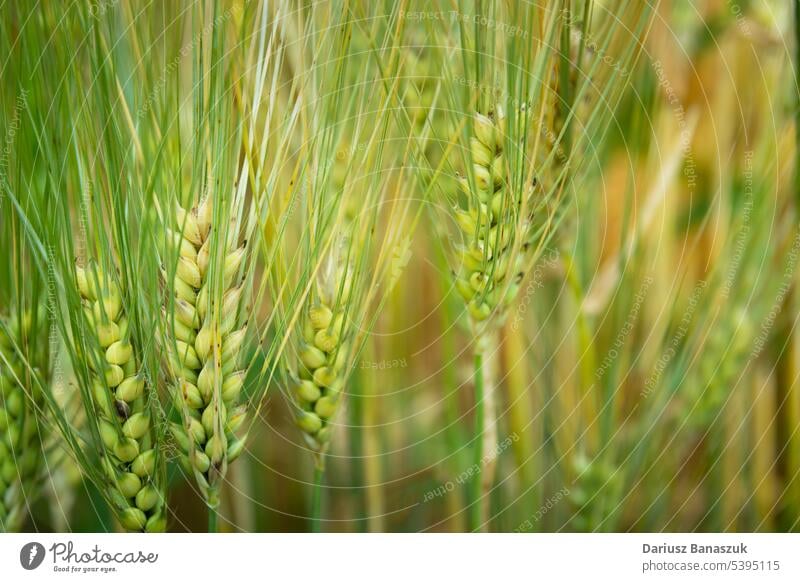 Close up of fresh green grain ears, agricultural background closeup crop wheat cereal field nature agriculture farm plant natural summer grow growth harvest