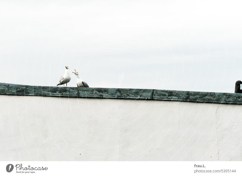 Better the pigeon in the hand than seagulls on the roof or vice versa. Seagull Bird Roof Town Flat roof