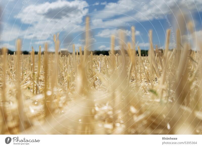 well-worn corn field Landscape Cornfield Agricultural crop Grain Agriculture harvest operation Harvest Summer Exterior shot Grain field Field Colour photo Food