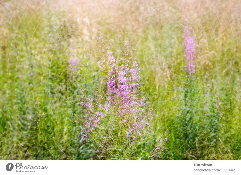 Flickering heat meadow Meadow grasses stalks blossoms Green Pink Nature Nature reserve Summer ardor multiple exposure Colour photo Deserted