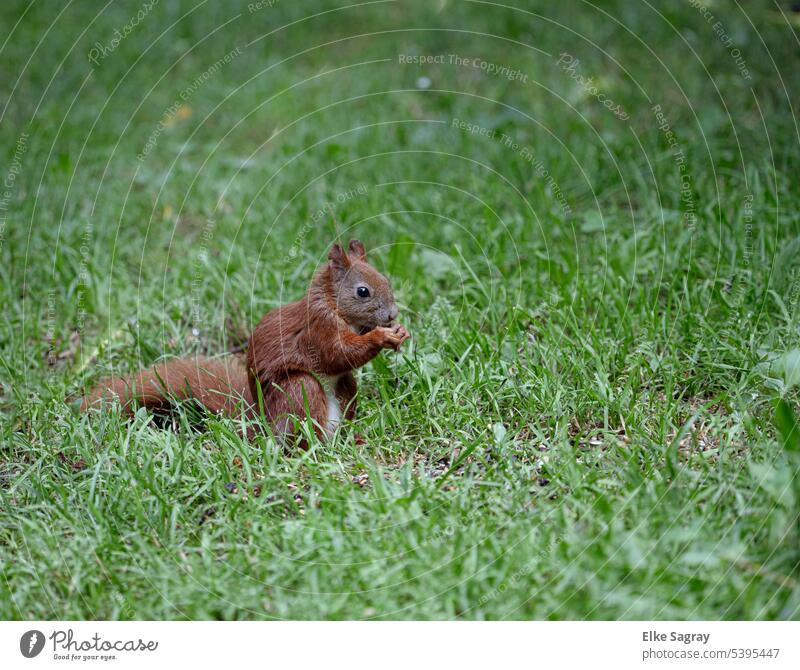 Squirrels in the grass Cute Wild animal Pelt Deserted Rodent Animal face Animal portrait Curiosity Observe Exterior shot Love of animals observantly Nature