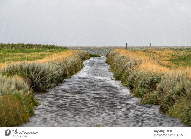 Polders in the salt marshes Exterior shot Landscape Sky Colour photo Clouds Environment Nature Deserted coast Summer Beautiful weather Horizon Vacation & Travel