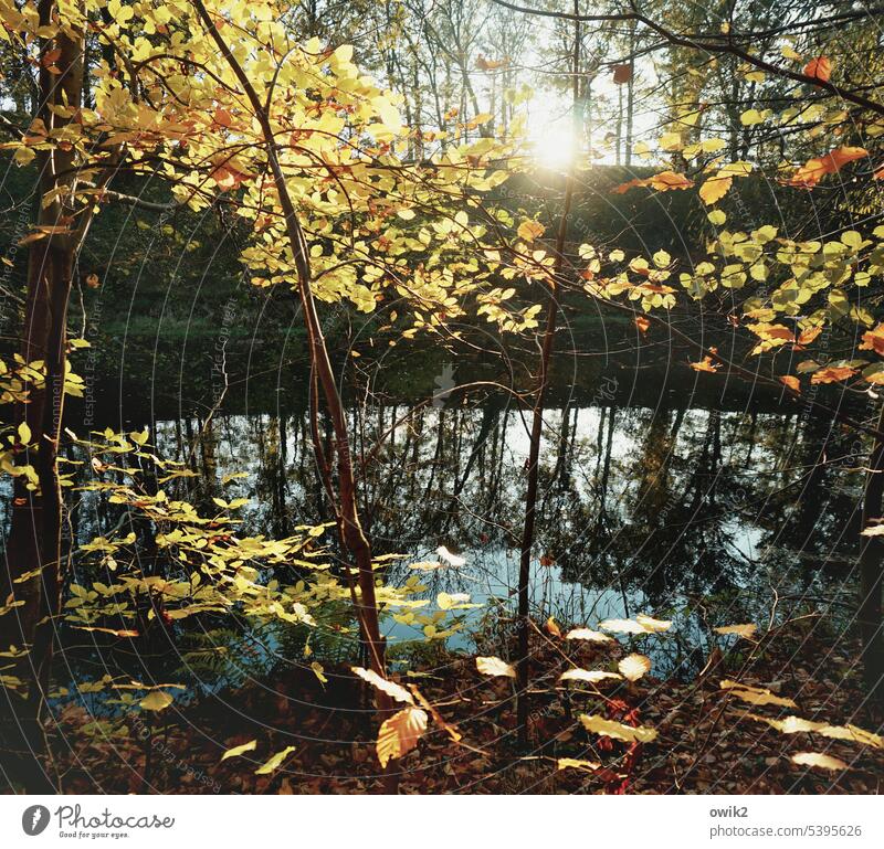 water level Forest Sunlight Environment Autumn Foliage colouring Leaf Evening Contrast out tranquillity Leaves Idyll Peaceful trees Fragile Growth Plant Nature