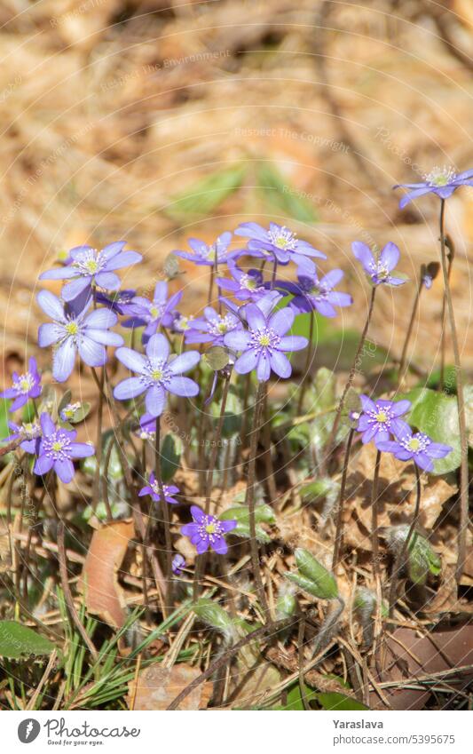 photo of Hepatica flowers blooming among dry leaves hepatica flora anemone blossom nature plant spring floral wild wildflower background beautiful purple blue