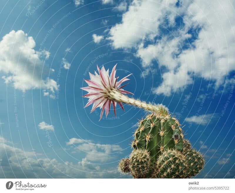 Hooter Cactus Cactus Flower Trumpet Sky Clouds Beautiful weather Thorny Exceptional Copy Space top Copy Space bottom trumpet out Blossoming Houseplant
