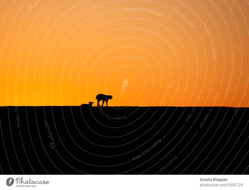 Two sheep on a dike in Wasserkoog at sunset. Dike Animal Sunset Evening Silhouette Orange Landscape Farm animal Nature Summer Colour photo Exterior shot