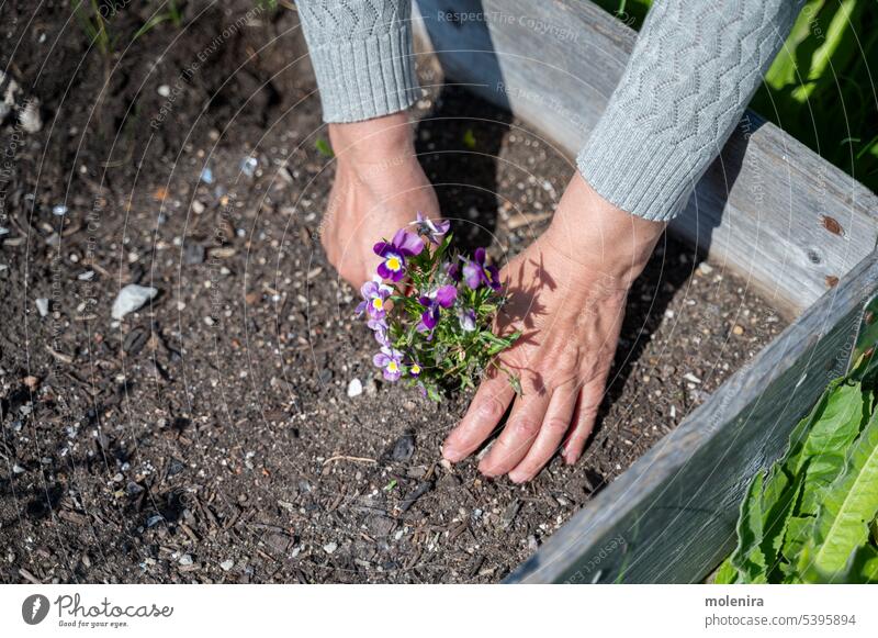 Mature adult woman working in community garden on her flower bed hands viola seedling planting growing gardening sunny summer shovel