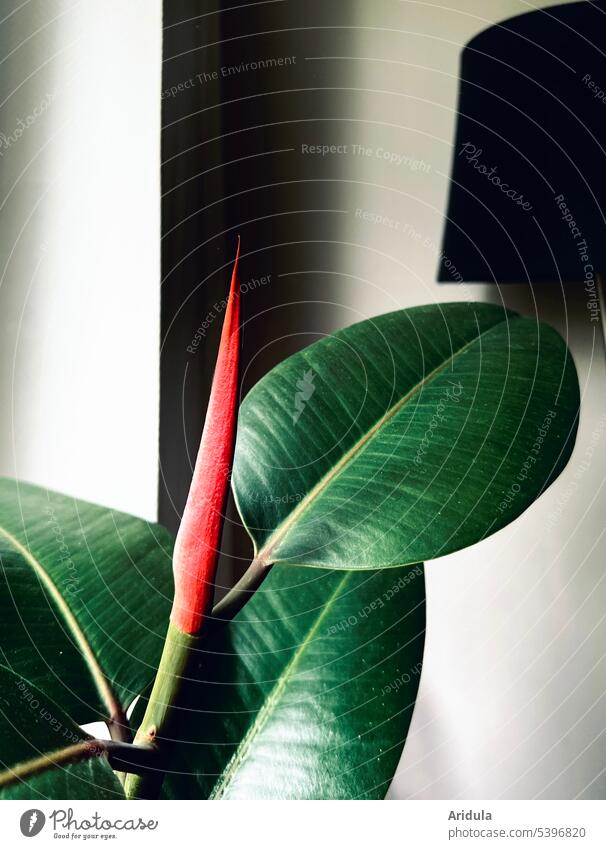 RUBBER TREE Leaf Contrast Red Houseplant Light Black White room Window Detail Plant