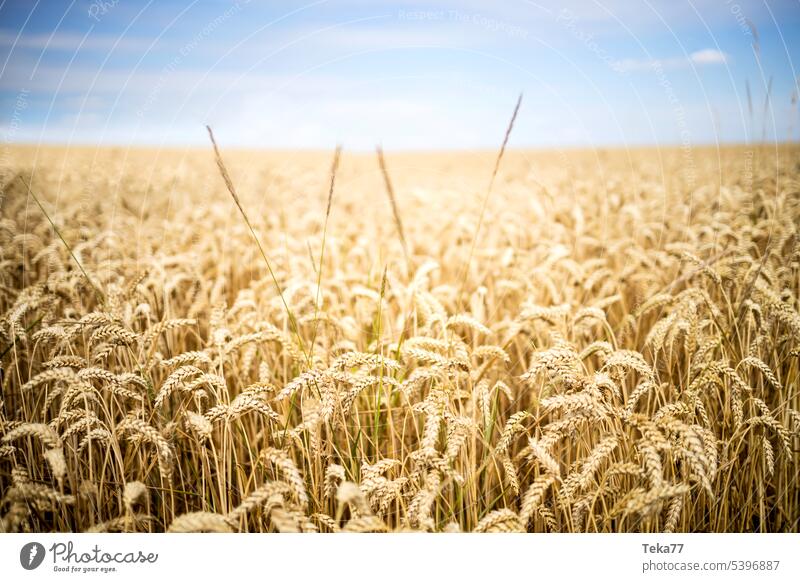 Wheat field #1 Wheatfield peasant Field food Bread Flour Ear of corn spike field Horizon Sun