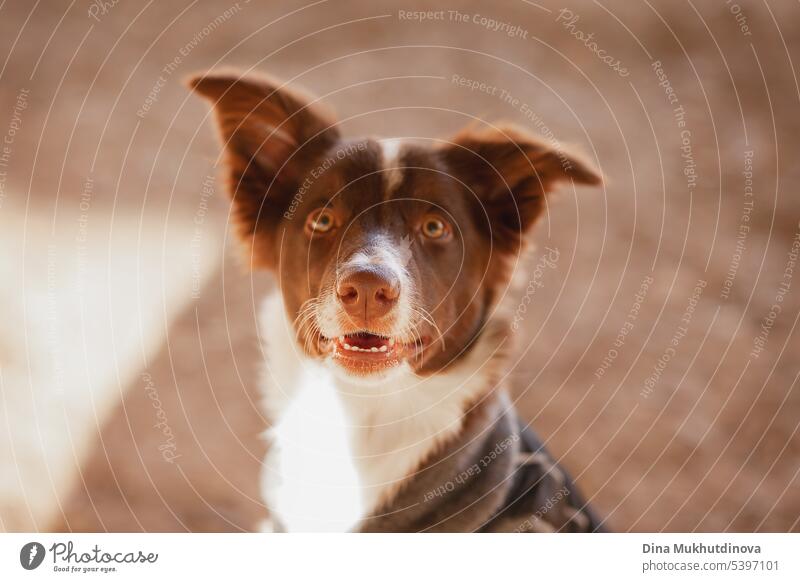 White and brown border collie dog close up outdoor portrait. Purebred puppy face photo. purebred Puppy Puppydog eyes doggy Dog Animal Pet Cute Purebred dog Pelt