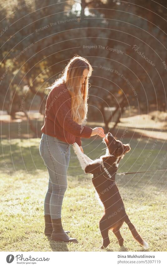 young woman playing with a border collie dog in the park in summer at sunset, during golden hour. puppy canine dog owner pet cute animal happy purebred adorable