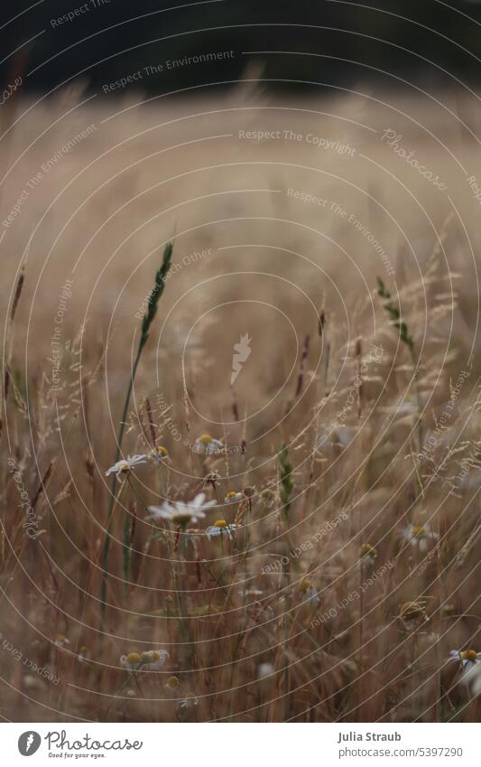 Dry meadow flower field in summer Nature Summer Field acre Camomile blossom Chamomile beautiful light blurriness blades of grass Ear of corn Climate change