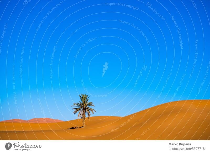 One palm tree in the desert with sand dunes and blue sky in the background vegetation nobody travel nature landscape tourism africa outdoor sahara heat tropical