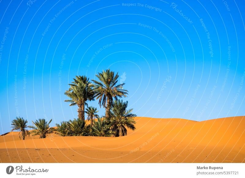 Landscape with palm trees in a desert with sand dunes and blue sky sahara oasis wallpaper palms travel nature landscape tropical plants africa heat scenic