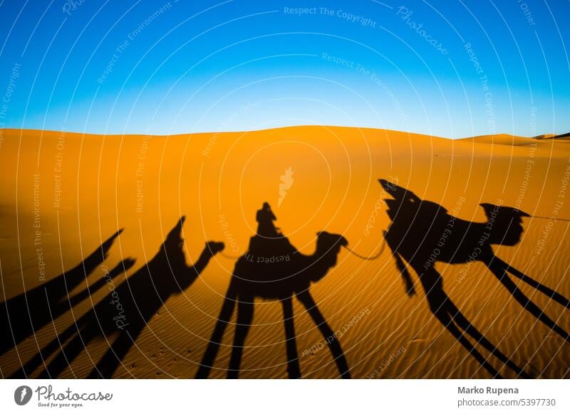 Wide angle shot of caravan traveling and camels shadows on the sand dune in Sahara desert dunes safari sahara nomads silhouette dromedary mammal journey nature