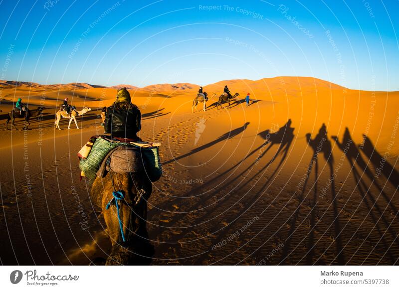Tourists riding camels in caravan over the sand dunes in Sahara desert with strong camel shadows on a sand sahara safari silhouette dromedary travel journey