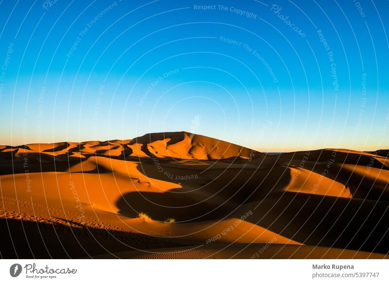 Sand dunes in Sahara desert during the sunny day with the blue sky sand sahara africa landscape travel nature morocco outdoor hills orange background scenic