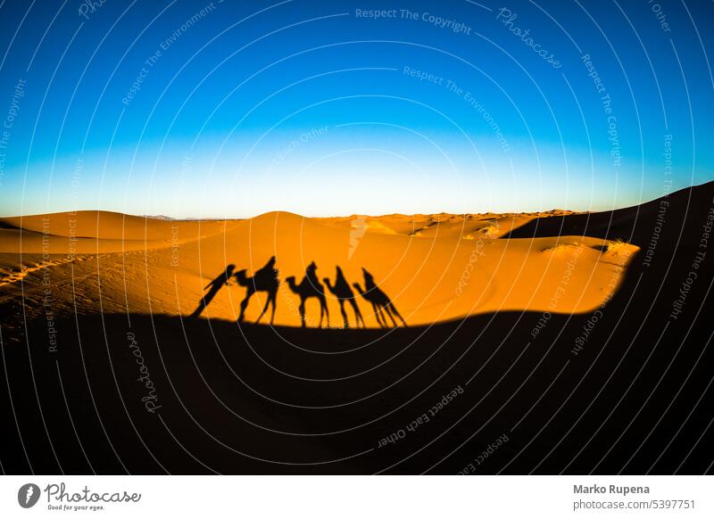 Wide angle shot of people riding camels in caravan over the sand dunes in Sahara desert with camel shadows on a sand sahara journey safari silhouette dromedary
