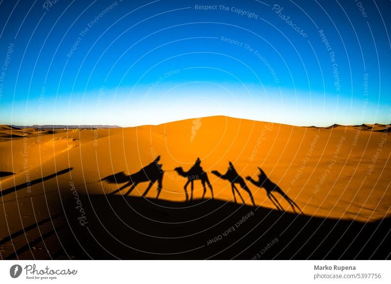 Wide angle shot of people riding camels in caravan over the sand dunes in Sahara desert with camel shadows on a sand sahara journey safari silhouette dromedary