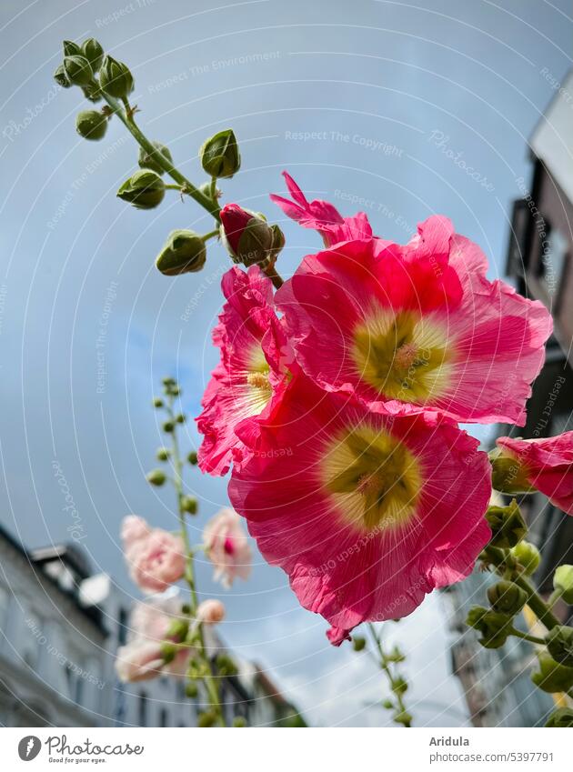 Urban greening | hollyhock from the frog perspective Hollyhock Pink pink Town houses Street Sky Clouds urban city greening Blossom Plant Blossoming Flower