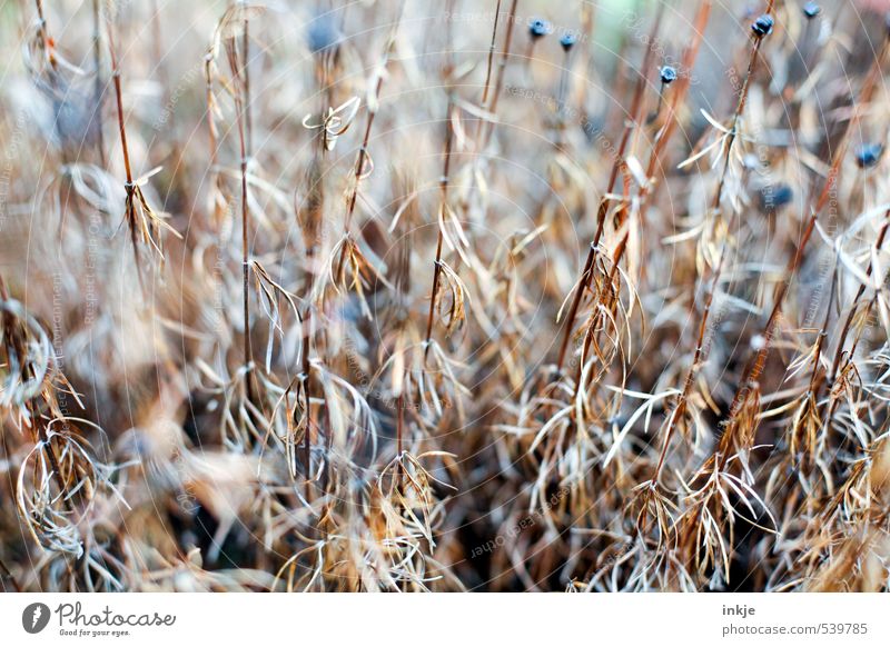 dry | plant Nature Plant Autumn Drought Flower Flower stalk Garden Park To dry up Old Thin Long Dry Brown Change Autumnal Flowerbed Branched Decompose