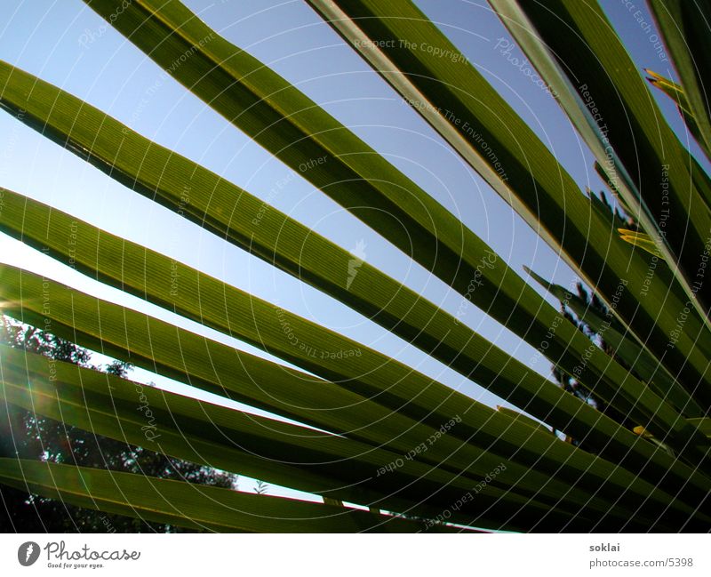 Palm Perspective Palm tree Green Summer Style Nature Sun