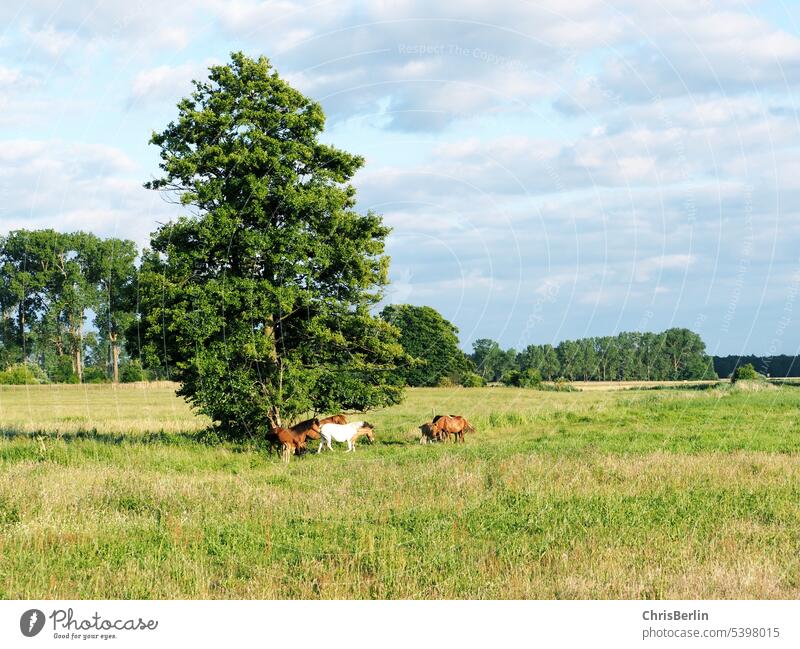 Wide landscape with horses Landscape Summer Willow tree Meadow Green Agriculture Grass Nature Herd Animal Farm animal Exterior shot Environment Colour photo