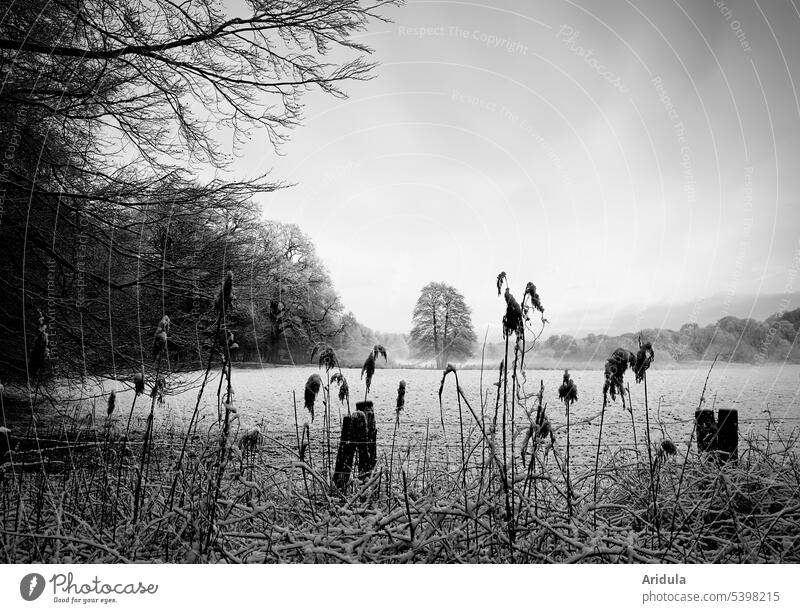 Winter mood | view of a foggy meadow with trees and reeds in the foreground b/w Nature melancholically Cold Loneliness Calm Tree Deserted Frost Forest Idyll