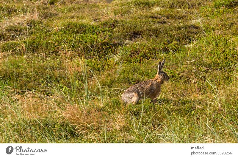 Hare sitting in dune grass rabbit duene Grass marram grass Wild animal getaway animal observantly Green Brown Moss