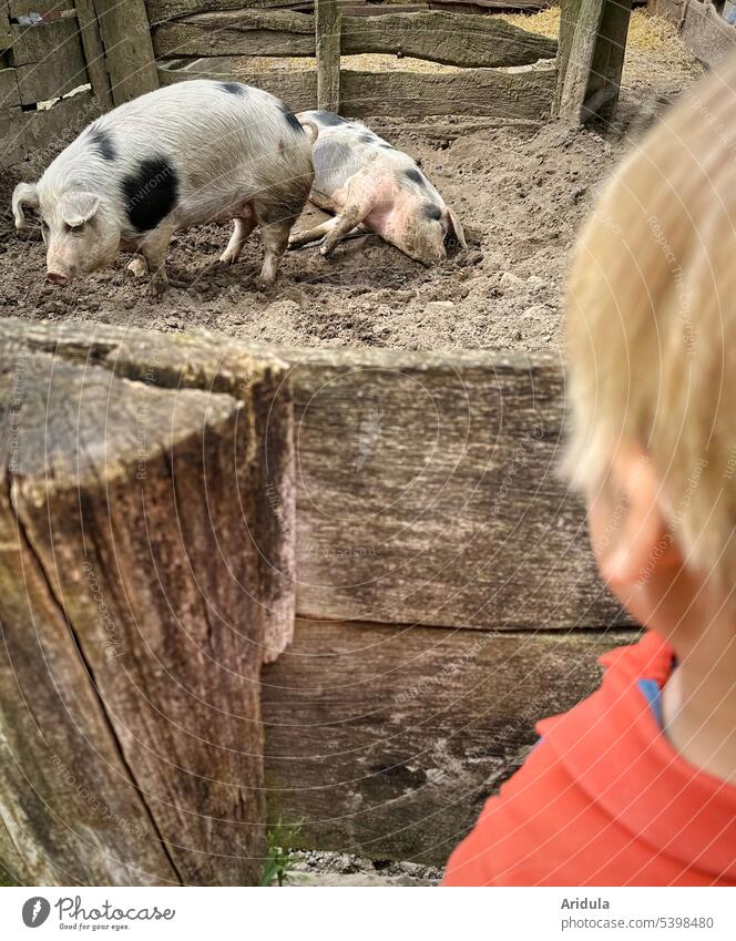 Child watching two spotted sows in their outdoor area Swine pigs Sow Sows Barn spout Animal Farm Agriculture Farm animal Happy Mammal Exterior shot look at