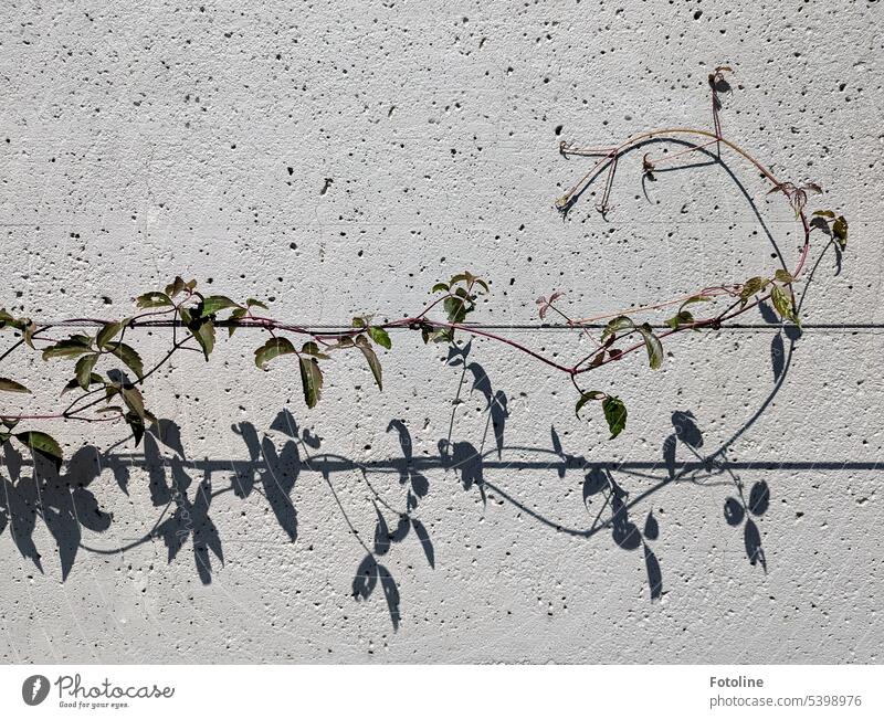 Light, shadow and ornamentation. A climbing plant meanders along a thin rope. Plant Tendril vine Vine plant Green Exterior shot Colour photo Wall (building)