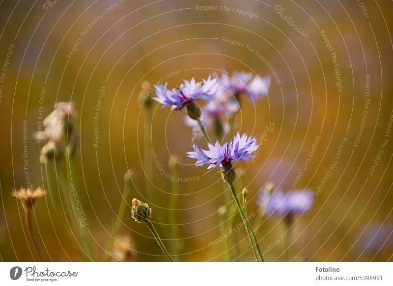 Cornflowers sway gently in the wind, caressed by the sun. Some flowers have already faded. Flower Blue Summer Blossom Plant Green Exterior shot Nature Field