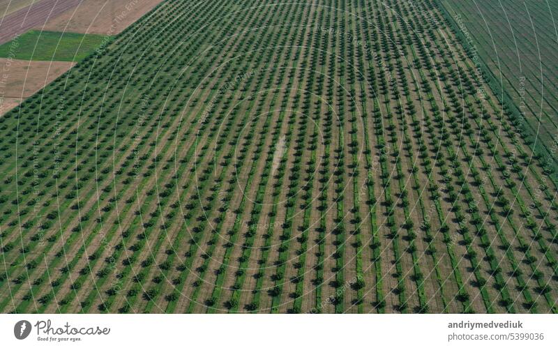 aerial view over agricultural gardens in spring time agriculture industry rows blossom flower business floral tree food fruit summer texture nature trees farm