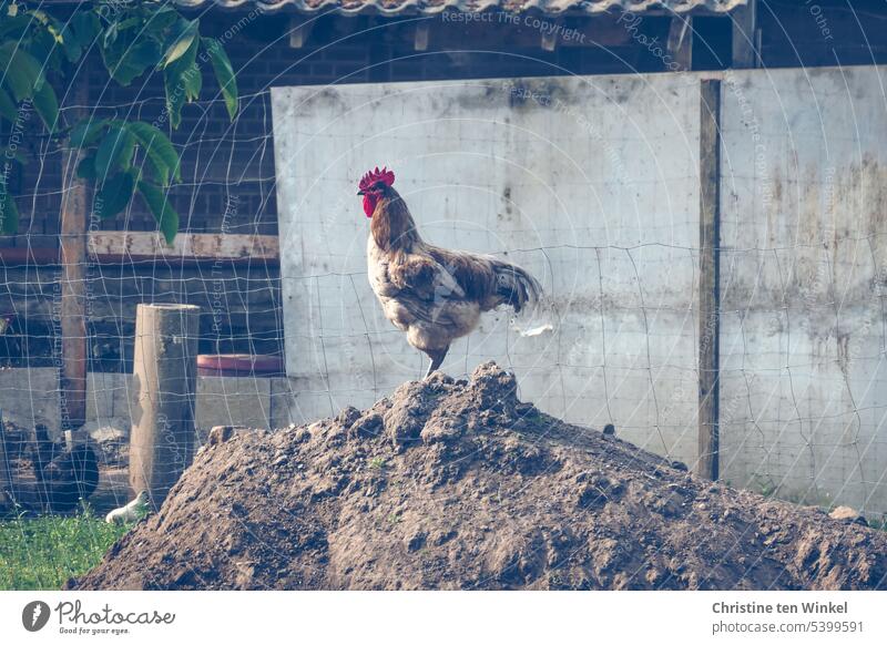 The macho from the chicken yard | We must not put the sand in our heads now Rooster Sandheap Chicken enclosure Poultry Farm animal Animal portrait Barn fowl