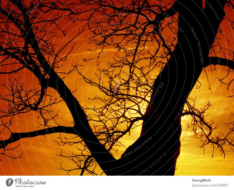 timeless Tree Winter Physics Colouring Sublime Redness Sunset Yellow Amber Black Dark Color gradient Progress Silhouette Exterior shot Warmth Old lordly Dusk