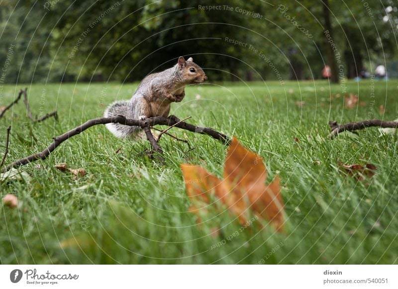 Nuts? Environment Nature Plant Animal Tree Grass Leaf Branch Park Meadow London England Great Britain Wild animal Squirrel Rodent 1 Crouch Looking Sit Cuddly