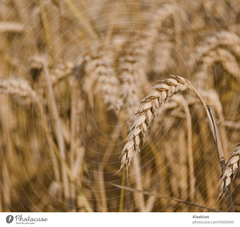 dry ears - close up - cornfield Cornfield Field Grain Agriculture Ear of corn Grain field Nutrition Exterior shot Environment Rye Wheat Barley Oats Ecological