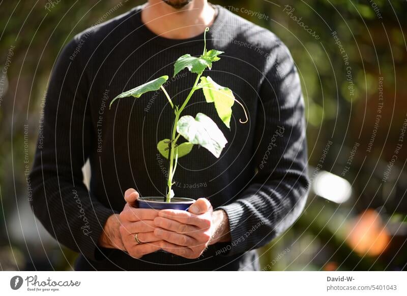 Man holding pot with young zucchini plant in his hands in garden hobby gardeners Plant plants Courgette plant Growth Spring Nature Garden Gardening do gardening