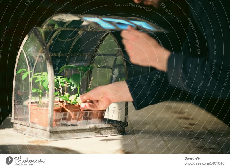 Grow plants in a mini-greenhouse Mini greenhouse Greenhouse do gardening Sapling Gardener Gardening Man care Growth