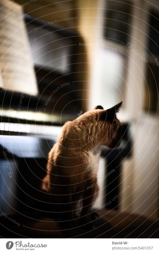 Cat in music room with view to the back Music Looking back Observe at home Curiosity Pet Piano