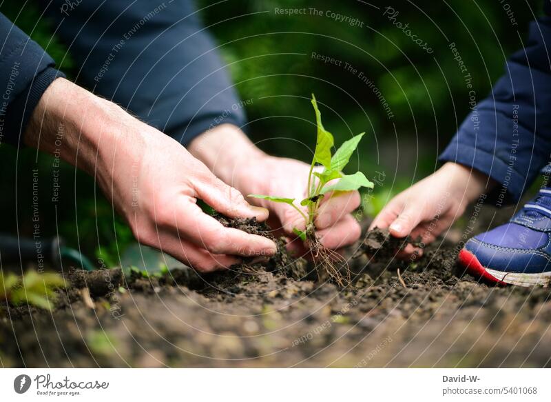 Father and son planting a plant together in the garden Child Garden Nature Indicate Teamwork implant Plant in common at the same time Parenting Sustainability