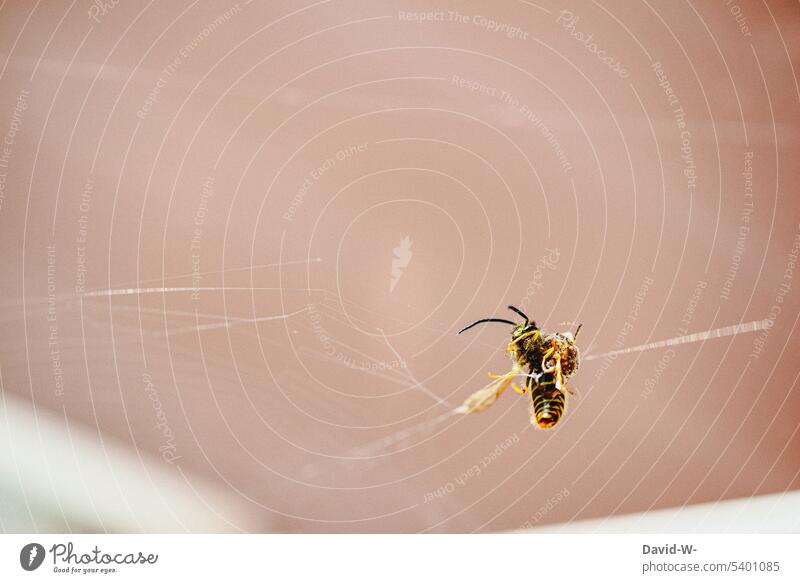 David against Goliath - wasp in spider web Trap Spider's web Nature Captured battle disequilibrium insects Threat