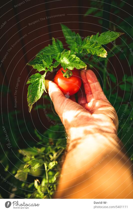 Man picking a ripe tomato Tomato Pick Juicy Vegetable Hand self-catering Garden Harvest Red Healthy Healthy Eating Summer