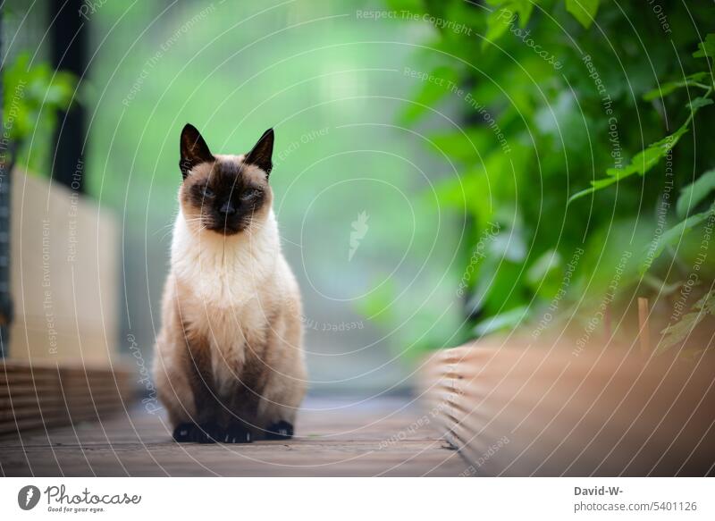 Cat looking at camera Observe Looking into the camera Siamese cat Green tranquillity pretty Greenhouse