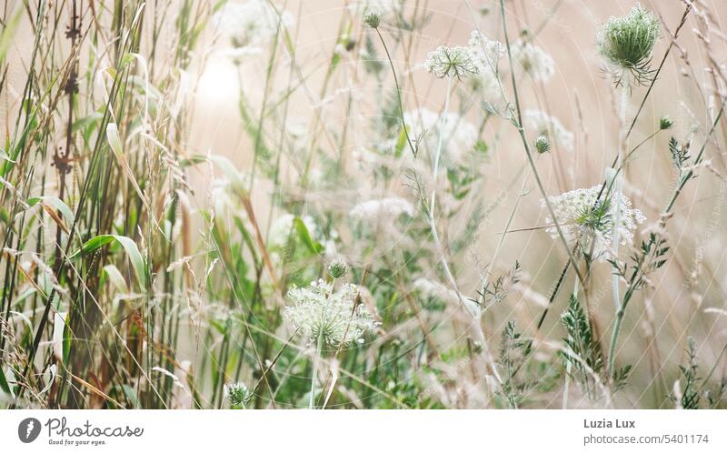 Wild carrot, blades of grass and a lot of light Flower umbel Grass Weed proliferate rampantly Meadow stalk Stalk Sunlight Nature Summer Blossom Wild plant