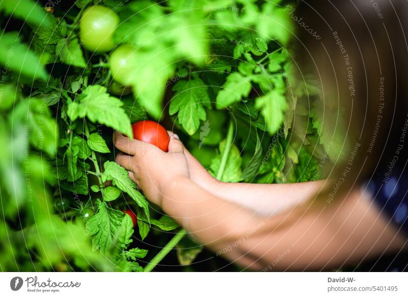 Child picking a ripe tomato from the garden Garden reap Vegetable Tomato Healthy Eating Girl Pick Summer Food Organic produce Harvest Fresh Mature naturally
