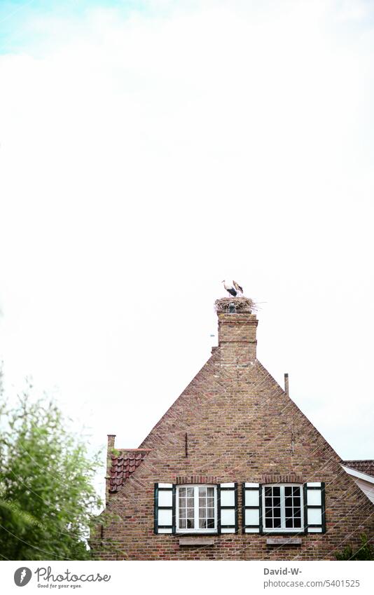 Stork nest with storks on the chimney of a roof Stork's Nest White Stork Roof Chimney Bird Storks Eyrie House (Residential Structure) Nature Sky Stork pair